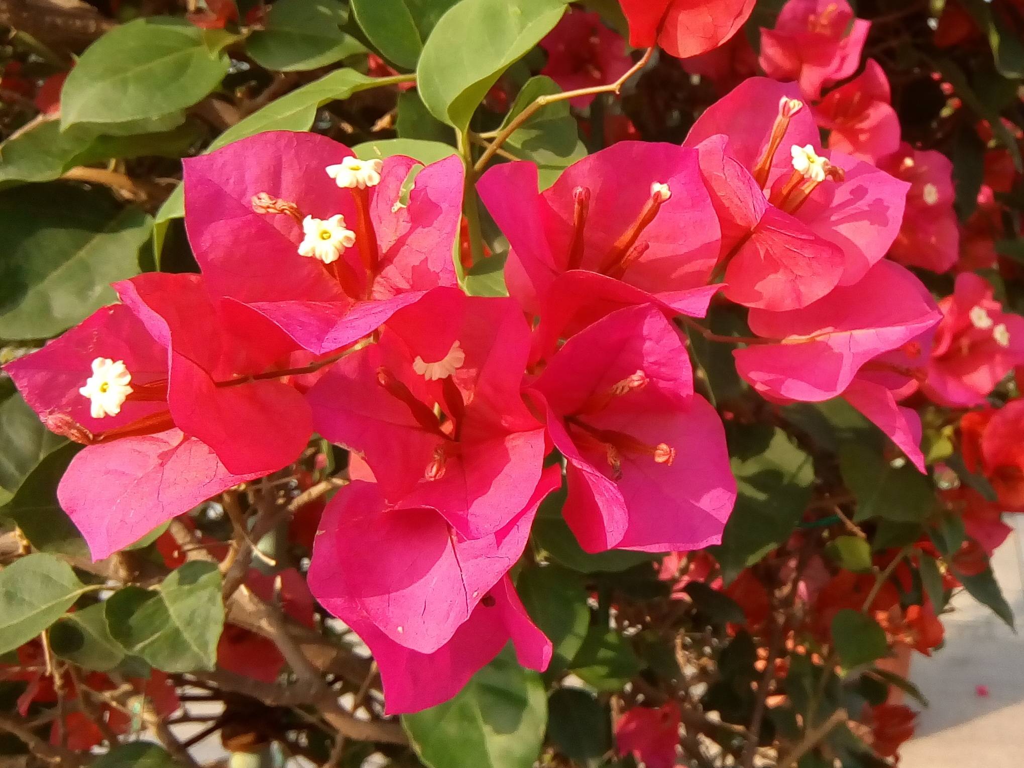 我见到的山东本土植物和园林栽培植物