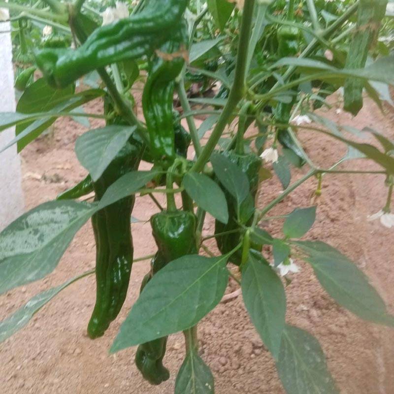 同乐2号皱皮椒薄皮香椒辣椒种子