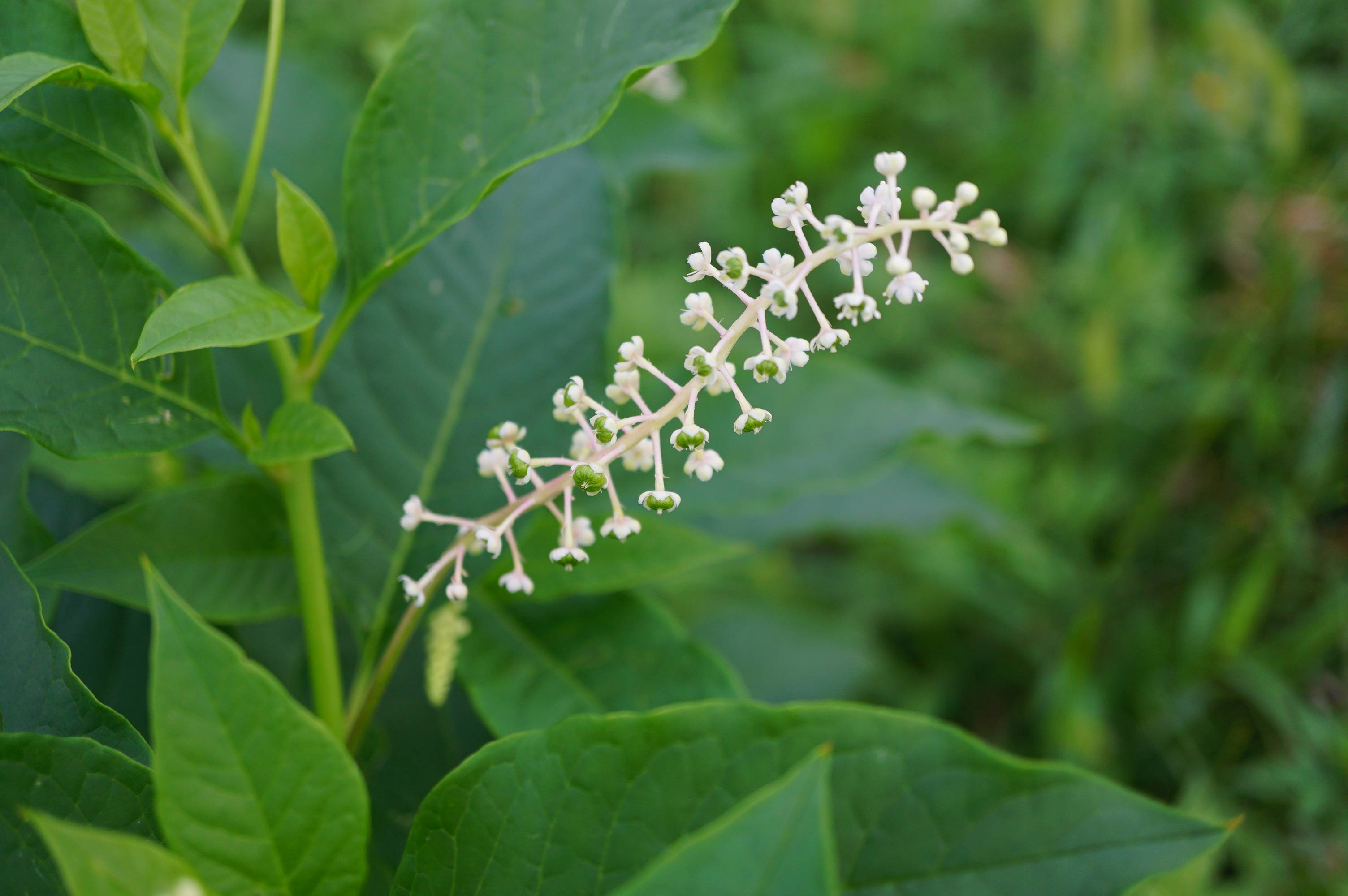 我见到的山东本土植物和园林栽培植物