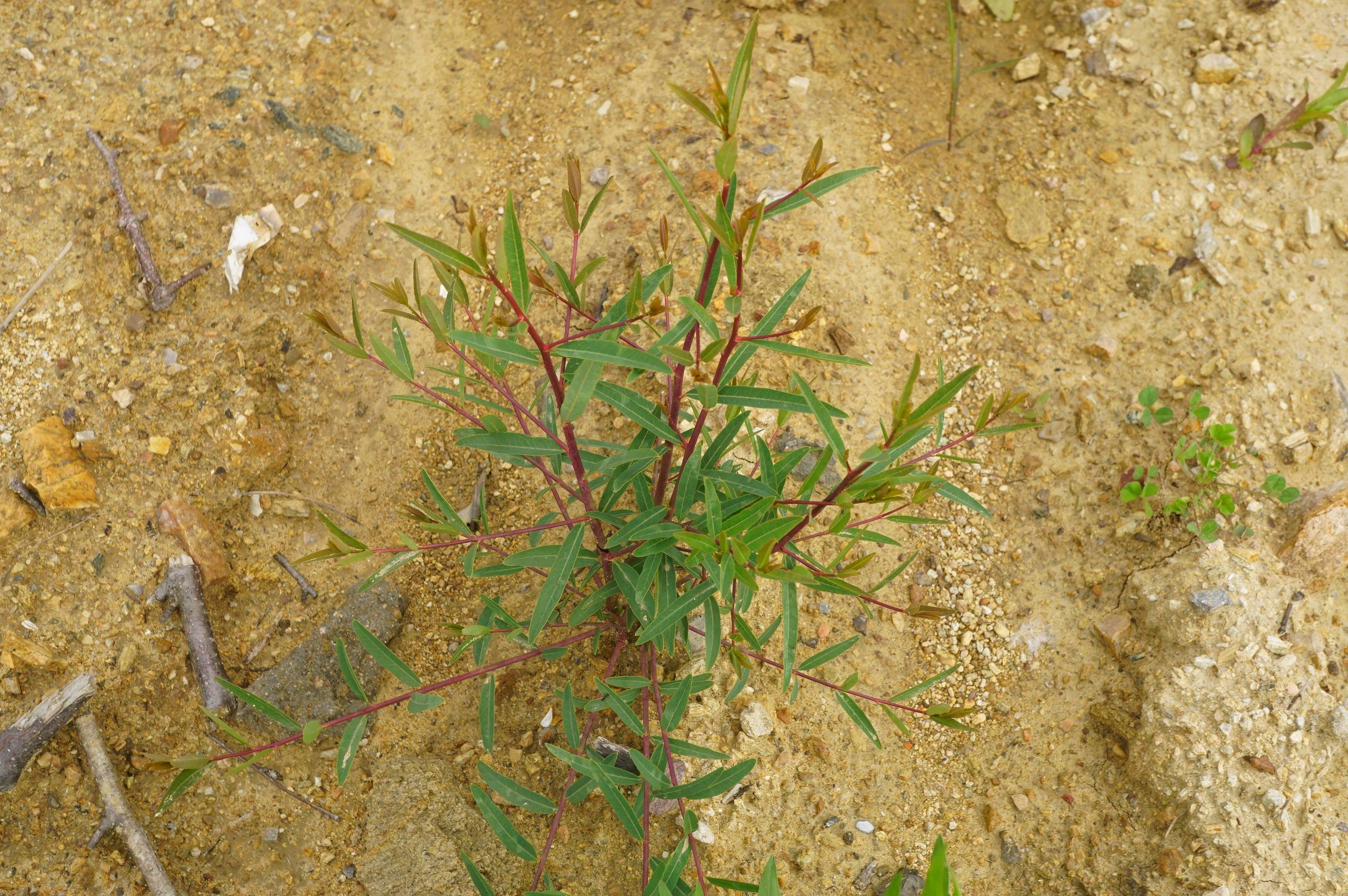 本种是我国野生大面积的纤维植物.