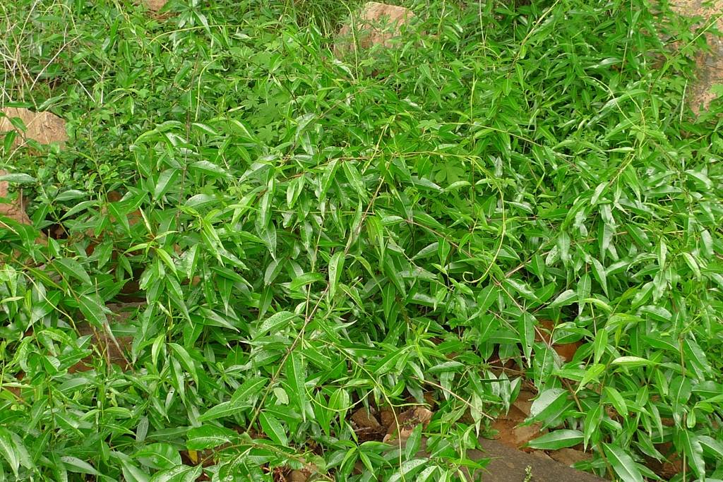 我见到的山东本土植物和园林栽培植物(477) 杠柳