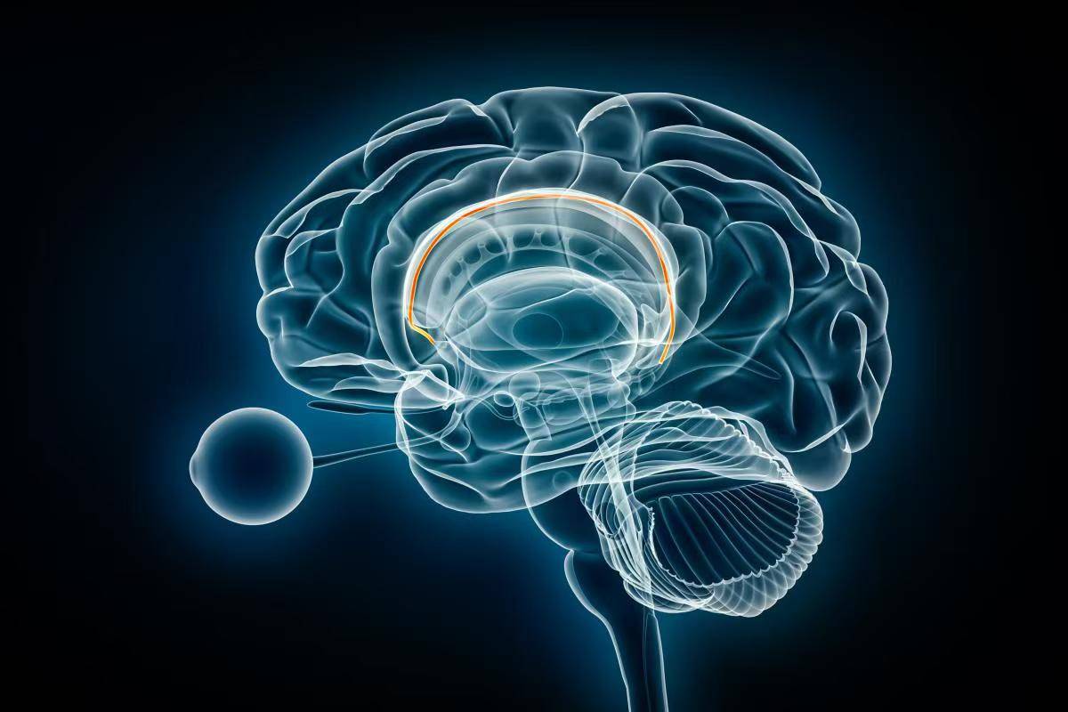 蒙台梭利:聪明的大脑,从手部精细动作训练开始!建议父母了解