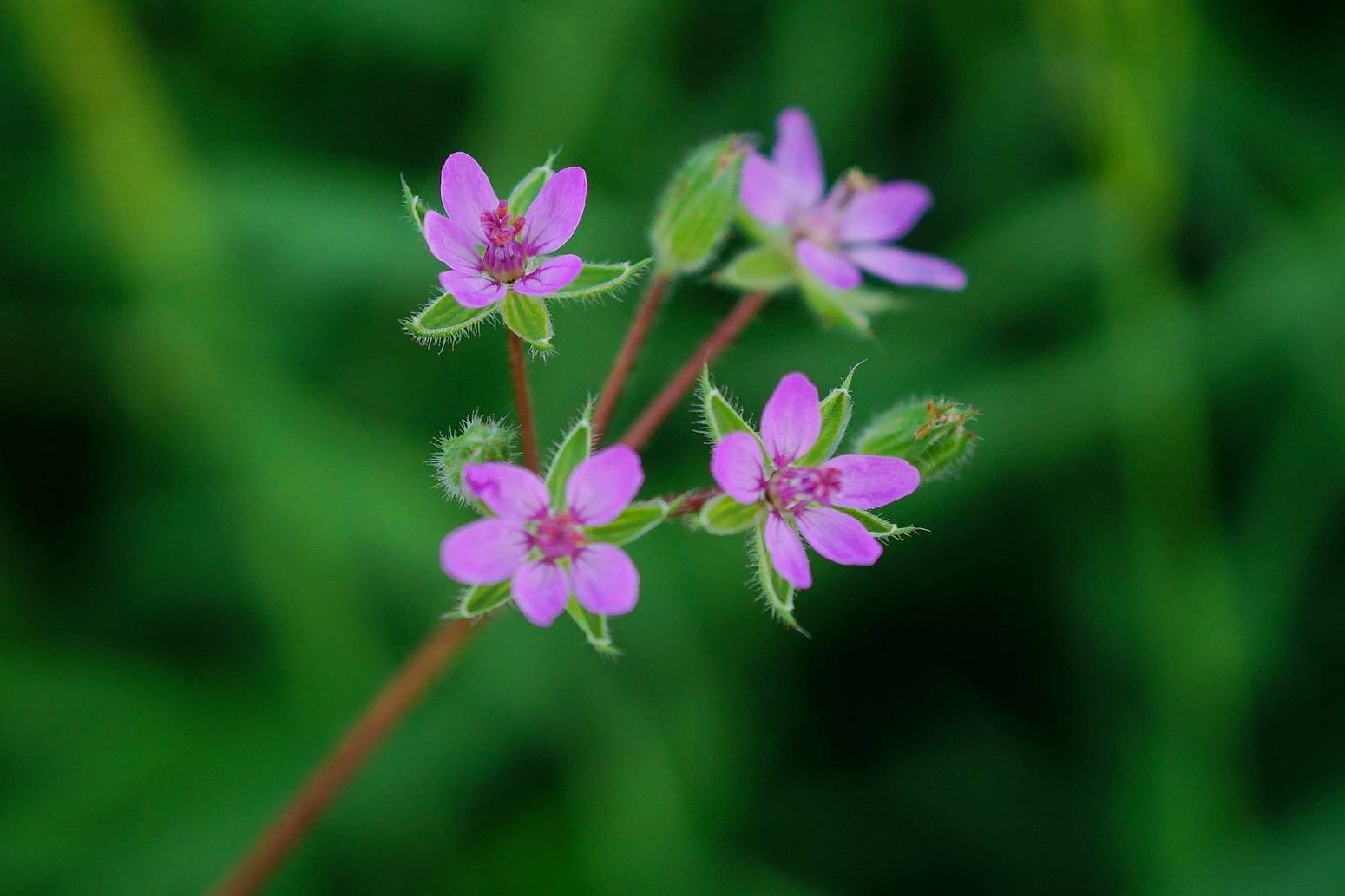 我见到的山东本土植物和园林栽培植物(494)芹叶牻牛儿苗
