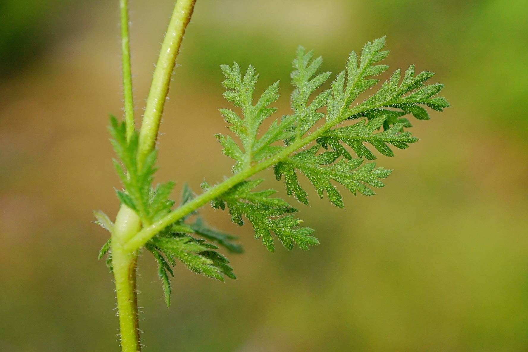 我见到的山东本土植物和园林栽培植物(494)芹叶牻牛儿苗
