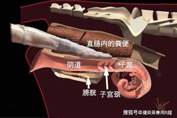 母牛妊娠检查:直肠触诊和牛用b超各有优势
