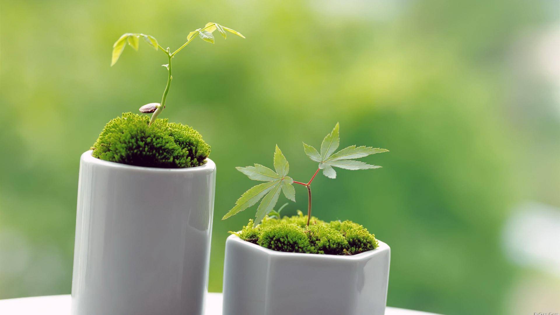 ppt 背景 壁纸 电脑桌面 发芽 绿色 绿色植物 嫩芽 嫩叶 新芽 植物