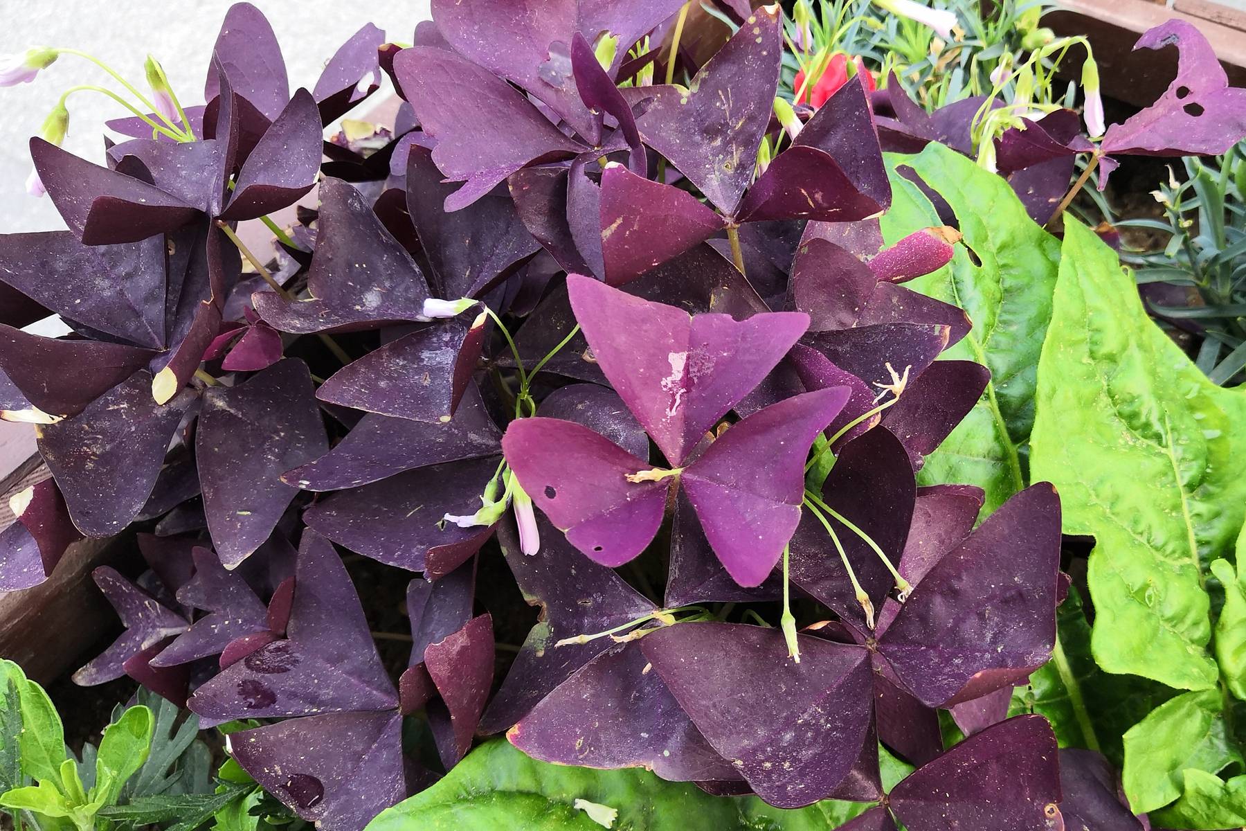 我见到的山东本土植物和园林栽培植物(499)三角紫叶酢浆草