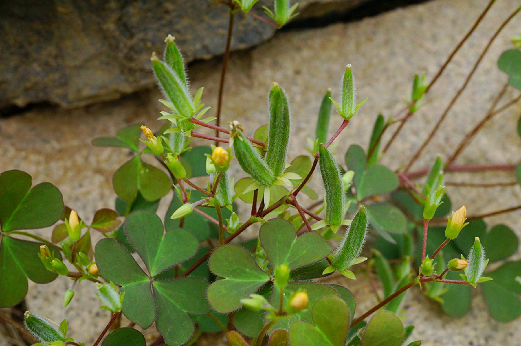 我见到的山东本土植物和园林栽培植物