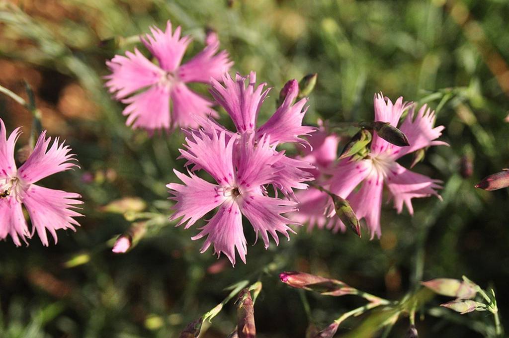 我见到的山东本土植物和园林栽培植物(504)羽瓣石竹(栽培)