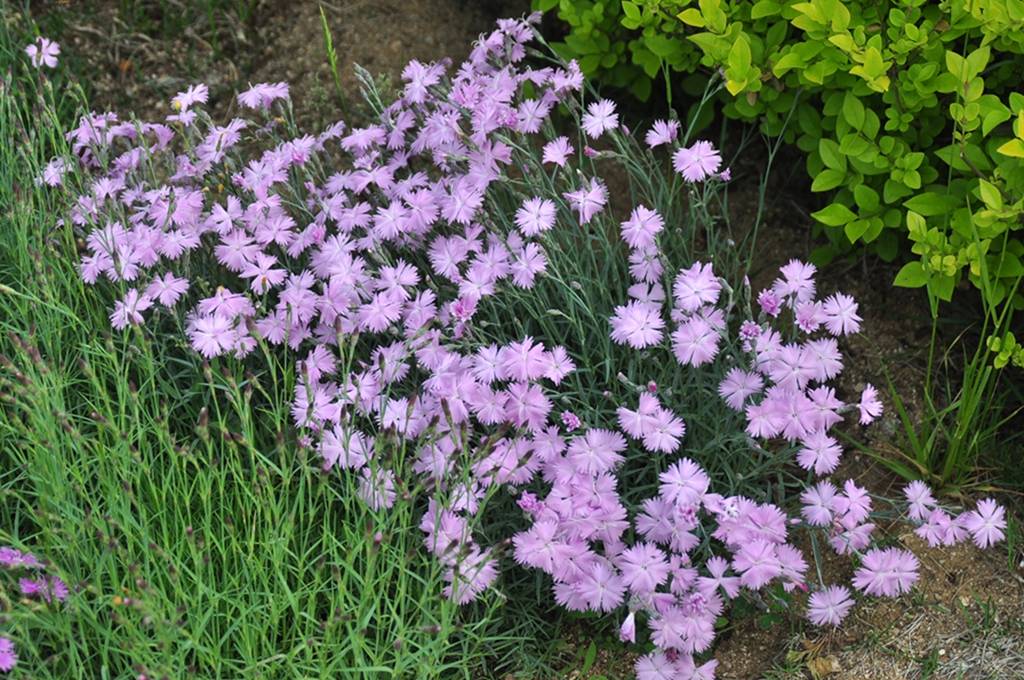 我见到的山东本土植物和园林栽培植物(504)羽瓣石竹(栽培)