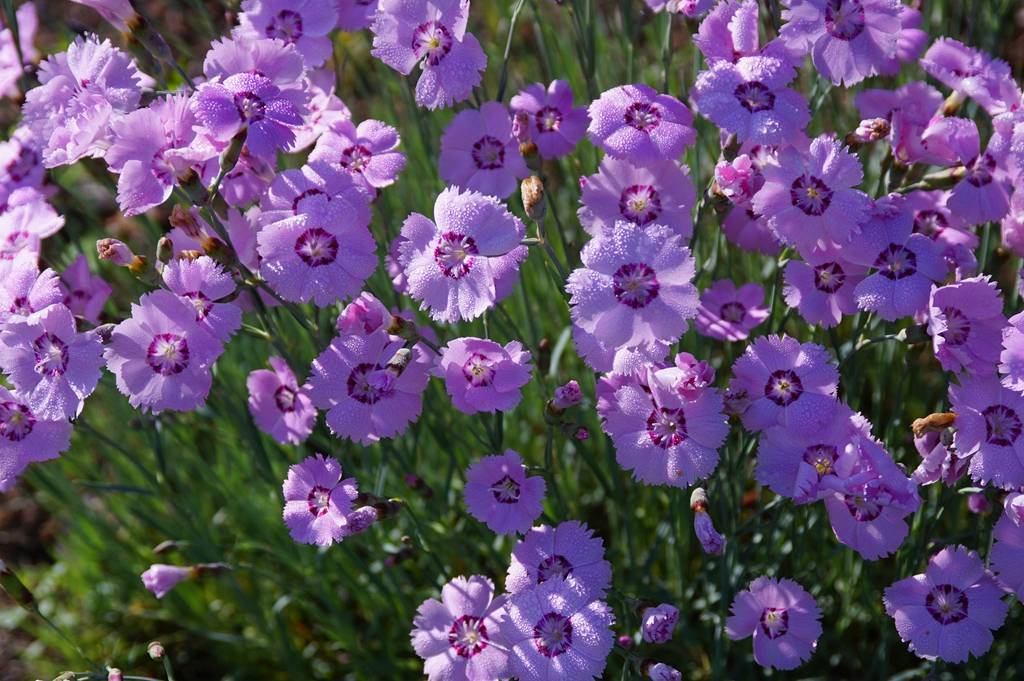 我见到的山东本土植物和园林栽培植物(504)羽瓣石竹(栽培)