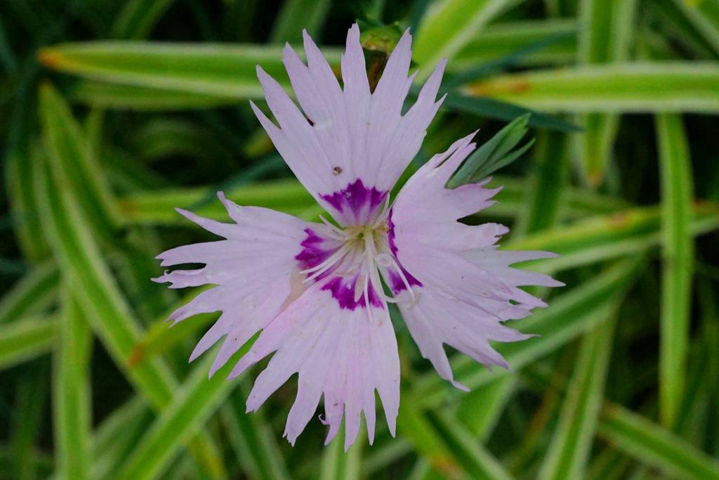 我见到的山东本土植物和园林栽培植物(504)羽瓣石竹(栽培)