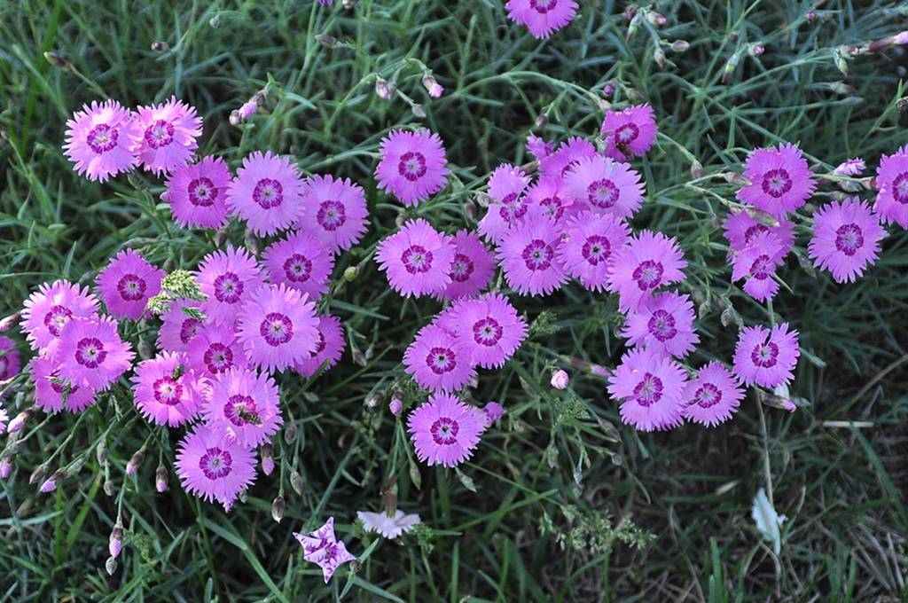 我见到的山东本土植物和园林栽培植物(504)羽瓣石竹(栽培)