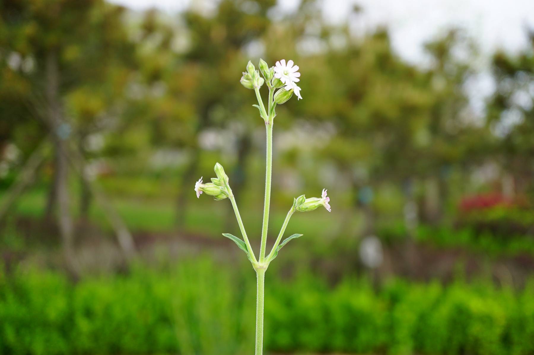 我见到的山东本土植物和园林栽培植物(509)女娄菜