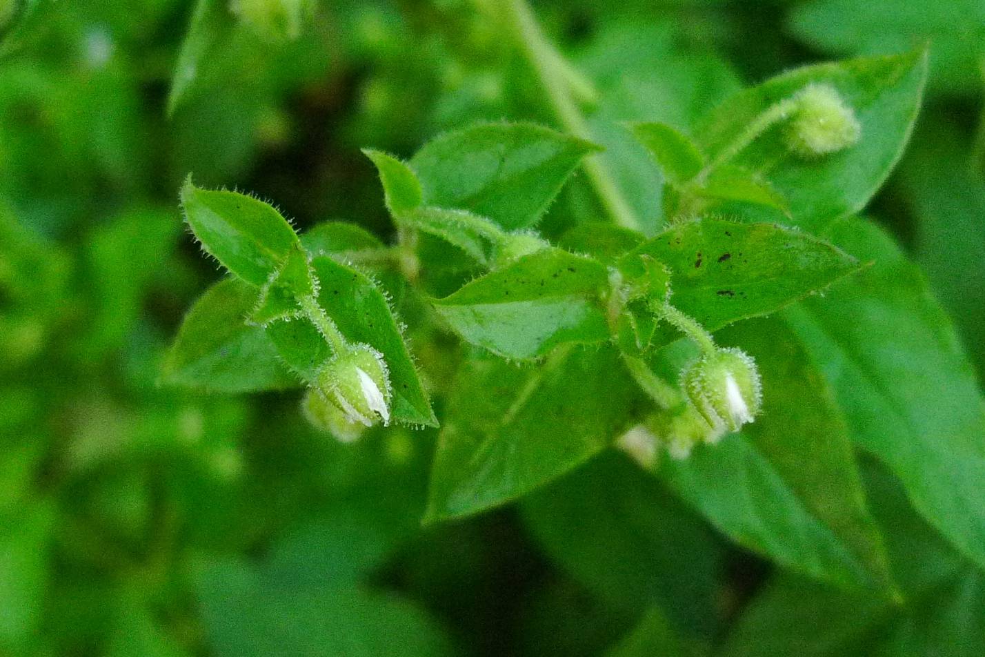 我见到的山东本土植物和园林栽培植物(517)鹅肠菜