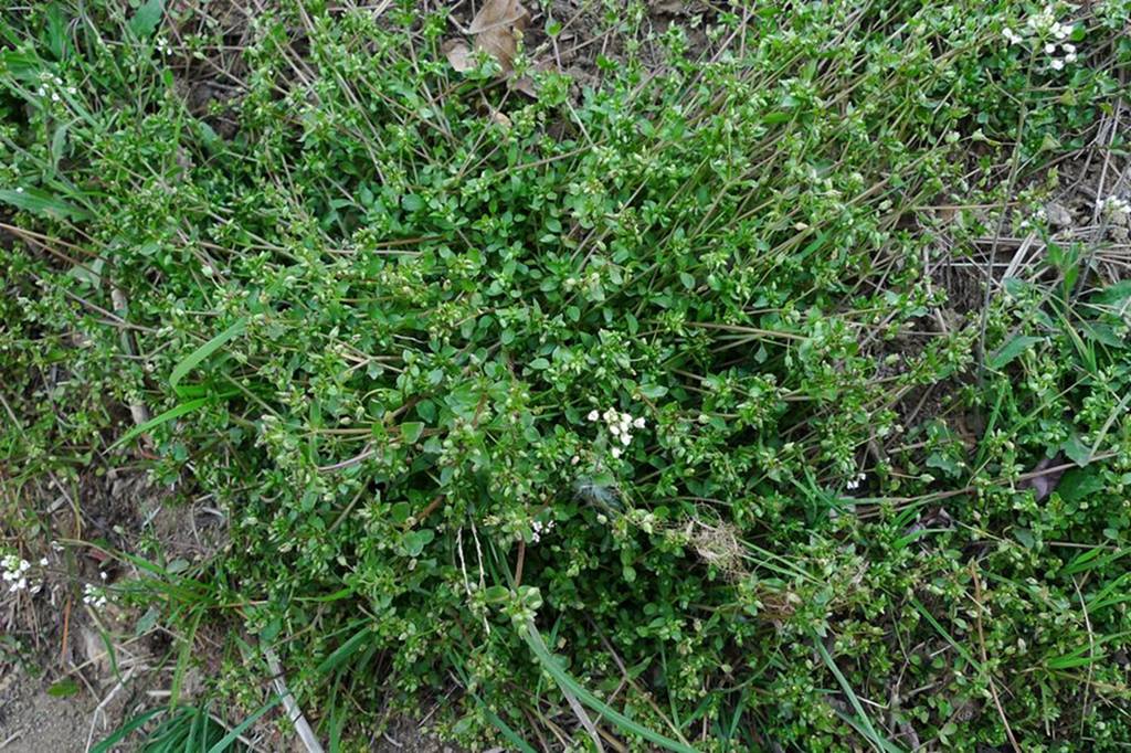 我见到的山东本土植物和园林栽培植物