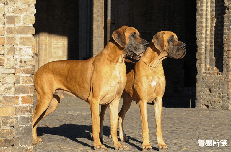 高清大丹犬图片图片