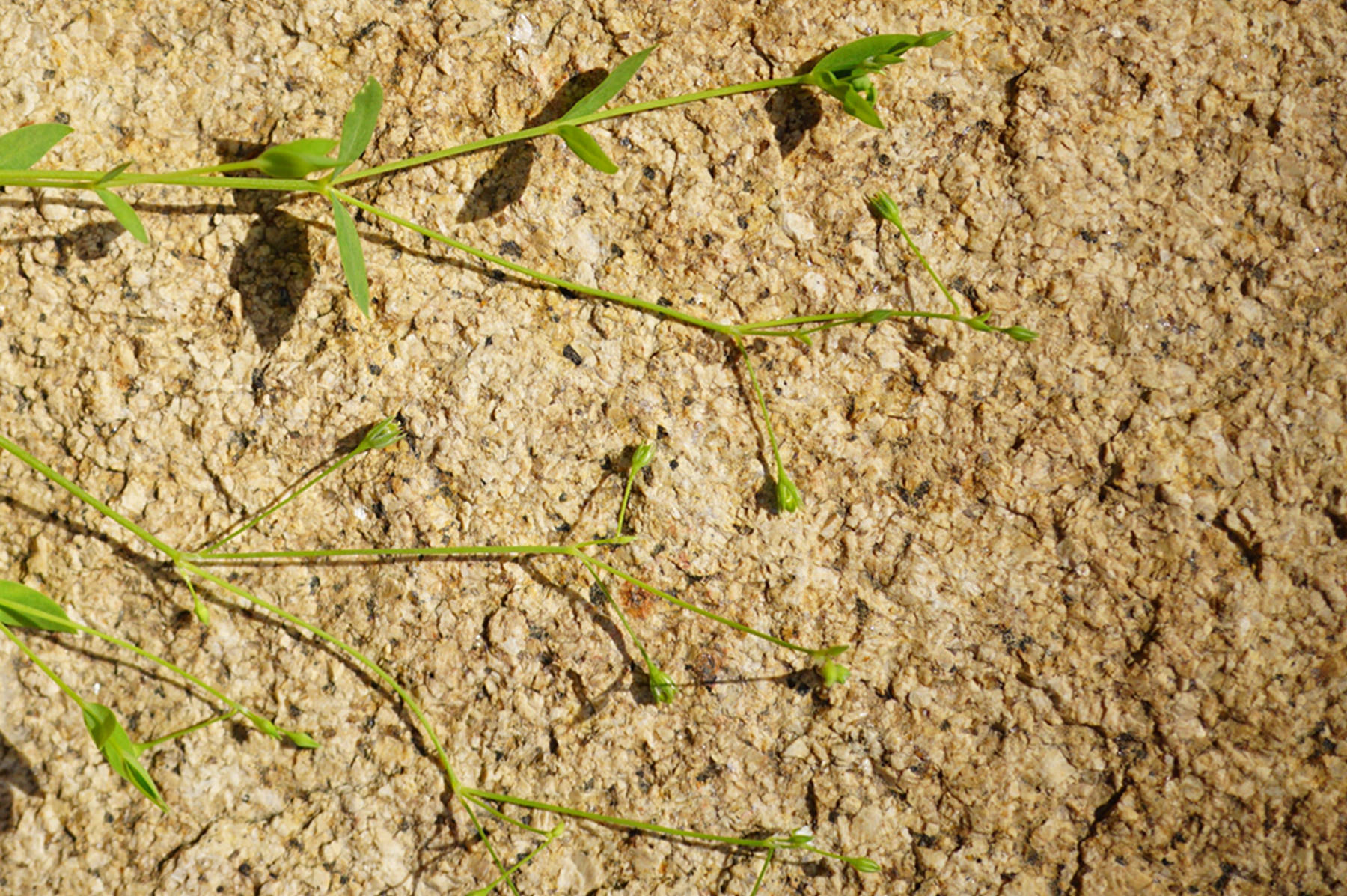 我见到的山东本土植物和园林栽培植物(523)雀舌草