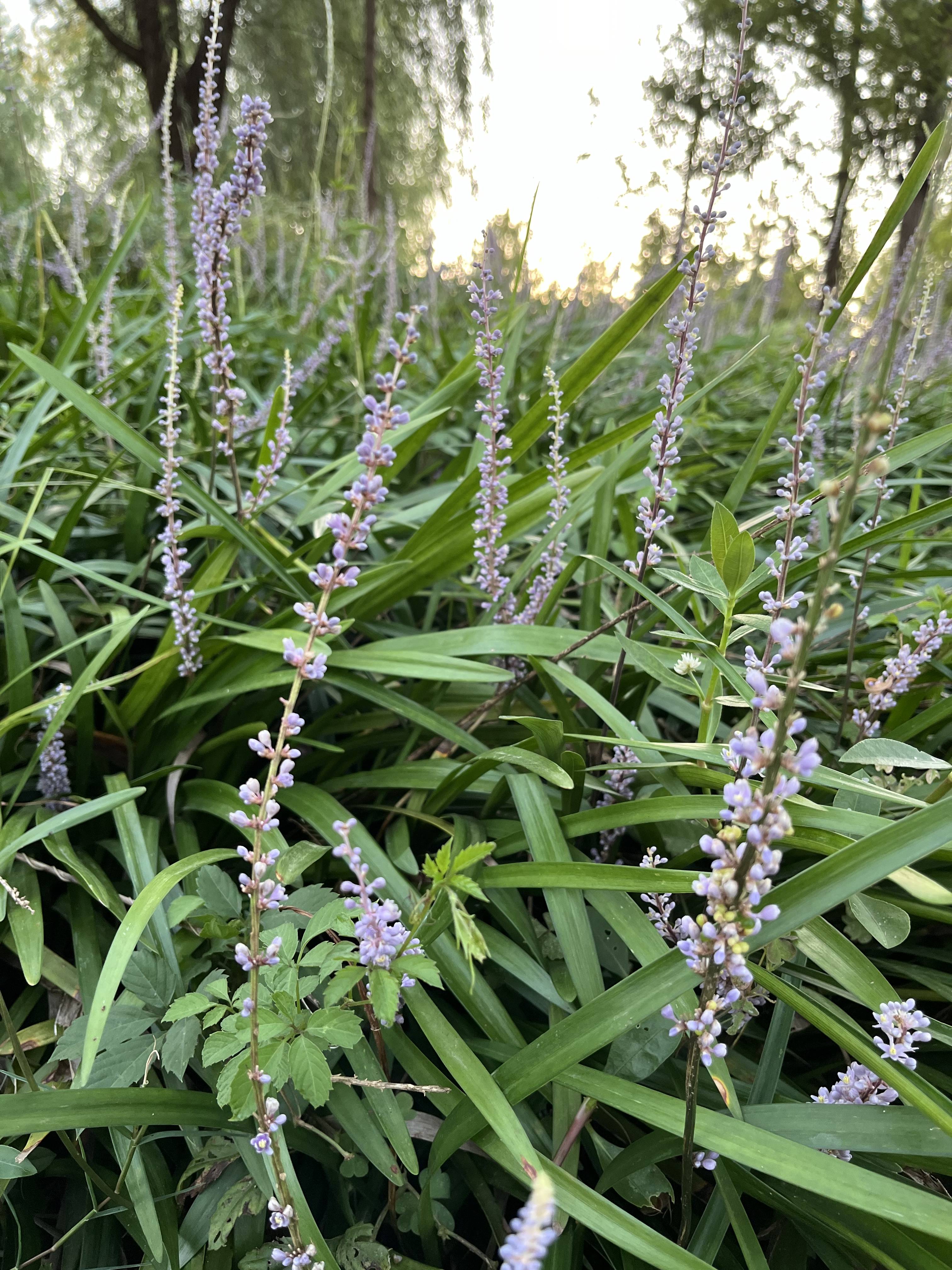 麦冬草开花图片图片