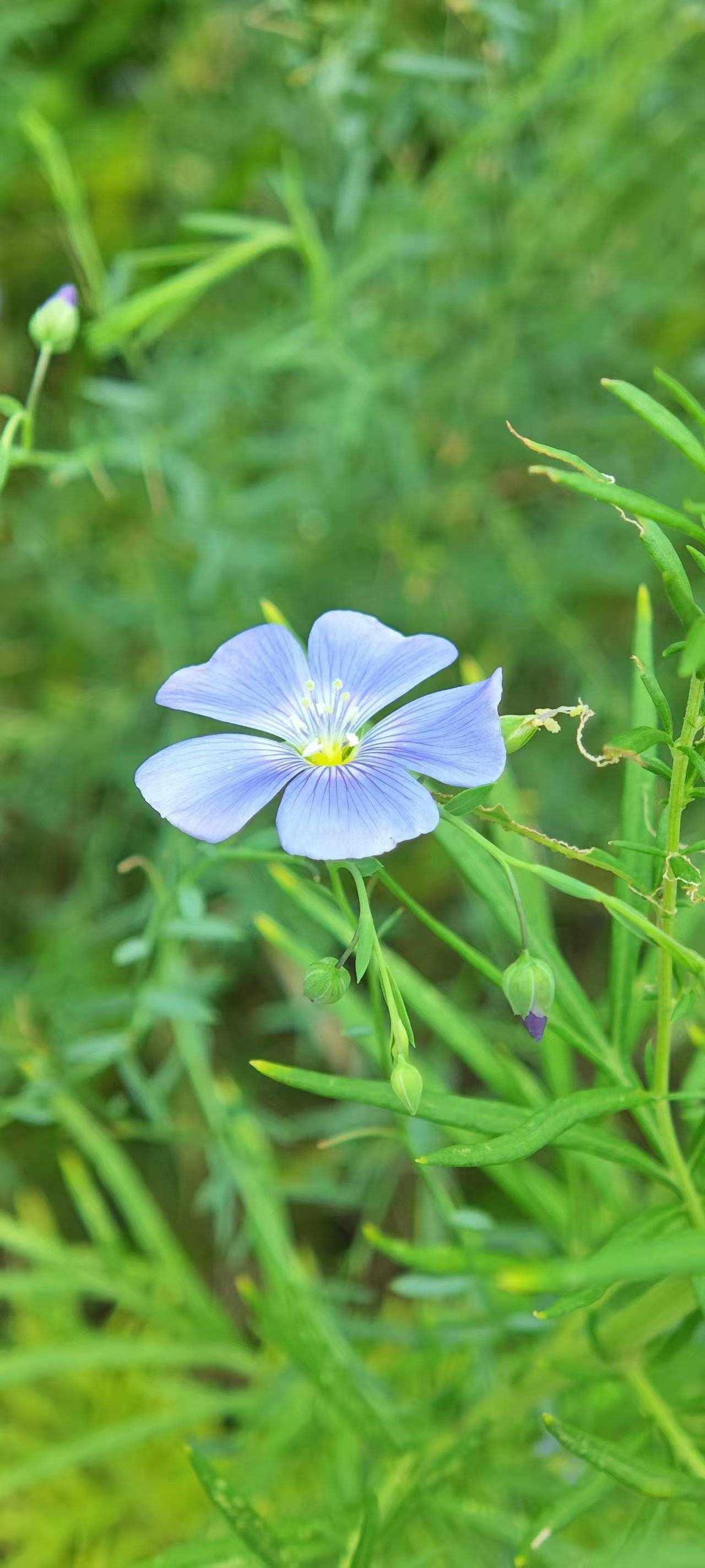 蓝亚麻花的花语图片