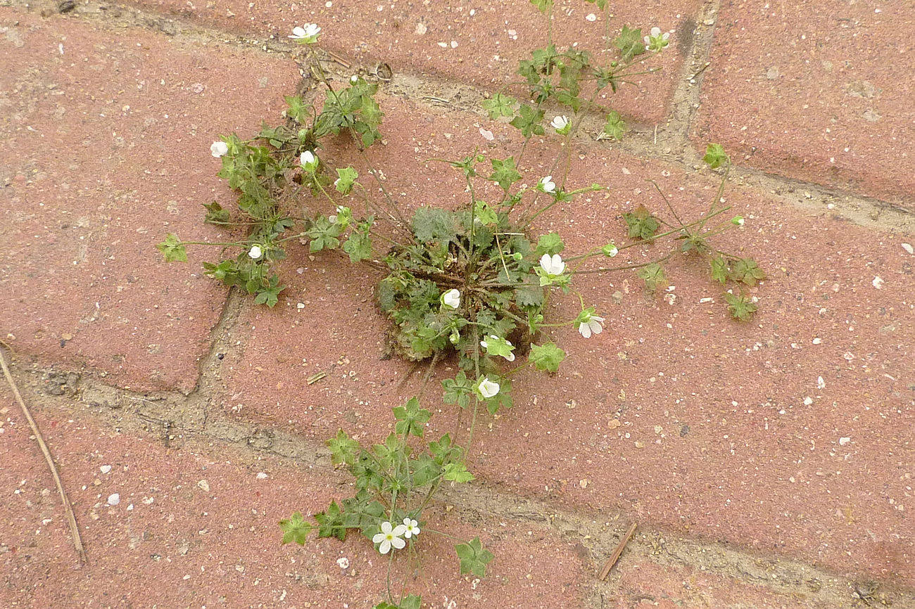 我见到的山东本土植物和园林栽培植物(530)点地梅