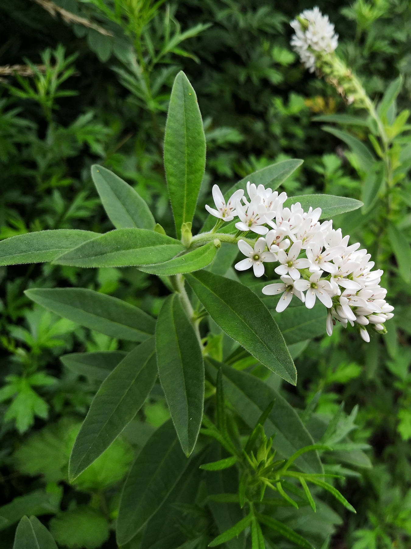 狼尾花花语图片