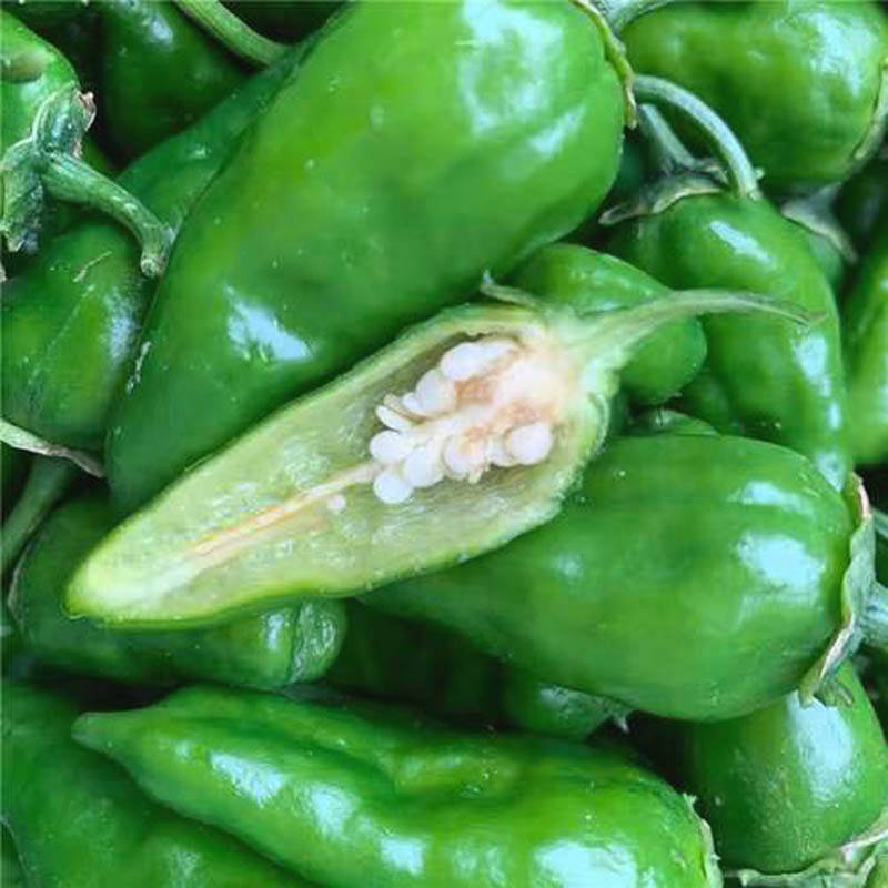 同乐余干椒薄皮香椒辣椒种子