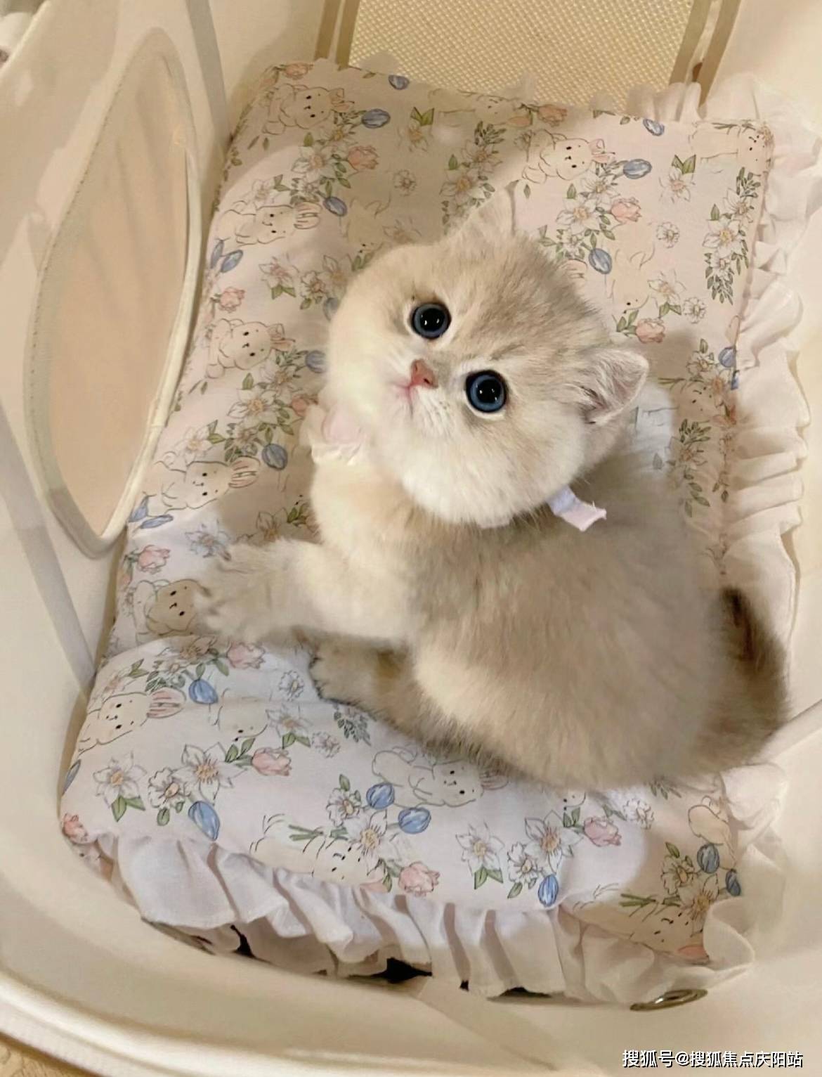 武汉买英短蓝金猫首页网站(武汉硚口区)买英短蓝金猫的地方