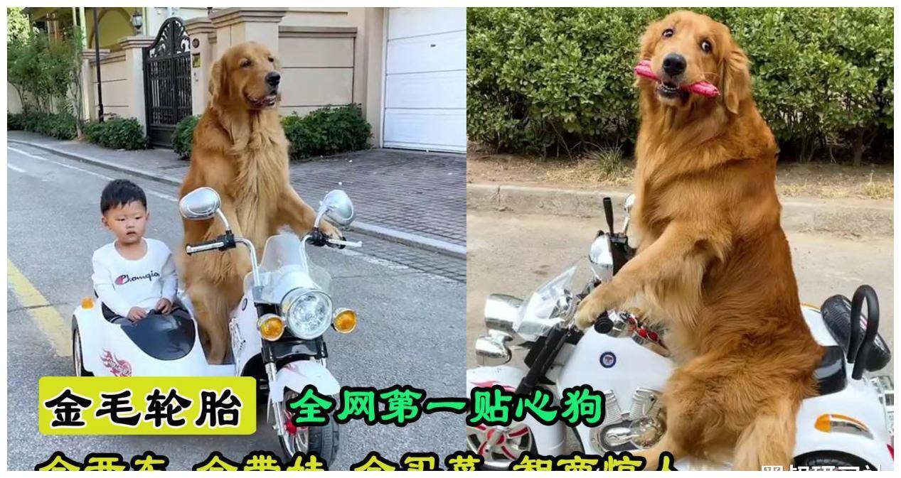 金毛轮胎:全网唯一会开车的狗,开车接小主人放学,网友称已成精