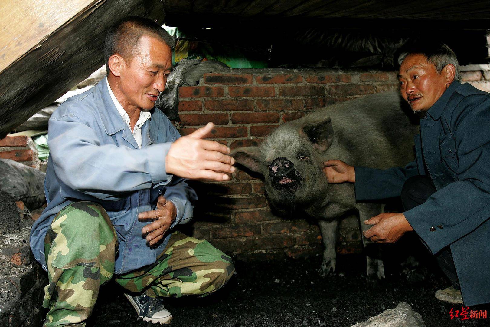 猪坚强11天图片