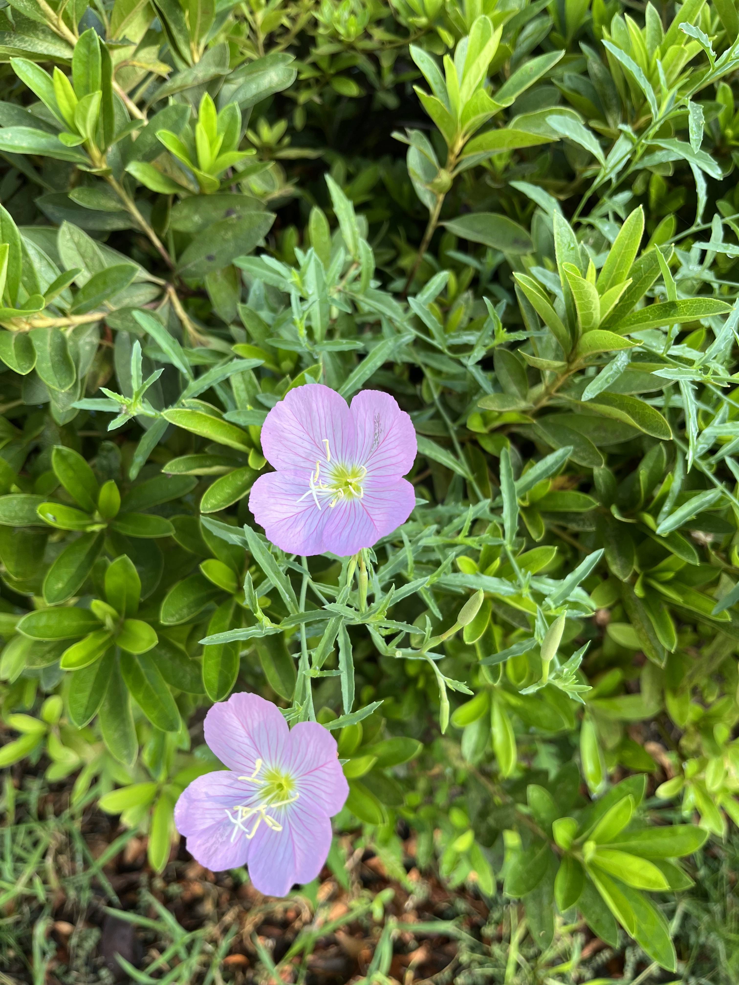 月见草图片 花语图片