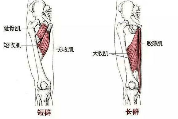 内收肌结节位置示意图图片