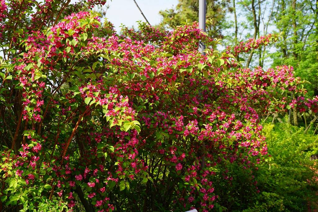 我见到的山东本土植物和园林栽培植物
