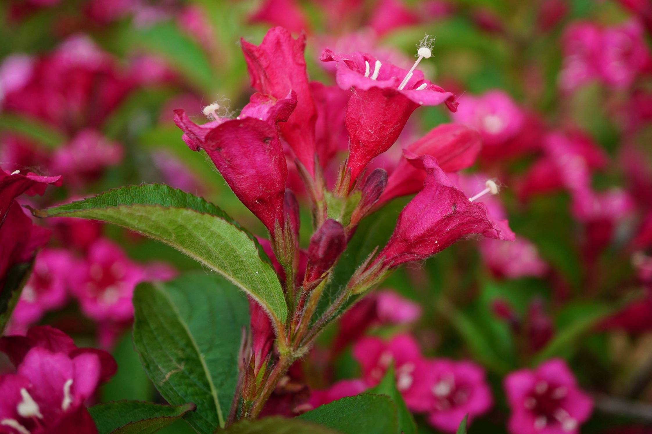 我见到的山东本土植物和园林栽培植物
