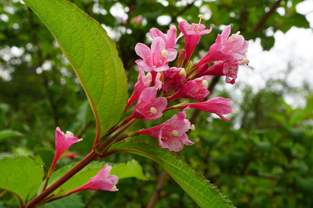 我见到的山东本土植物和园林栽培植物