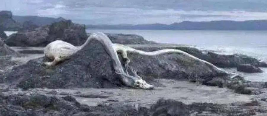 但是在1934年,却有一条真龙从天而降,最终只留下龙骨.