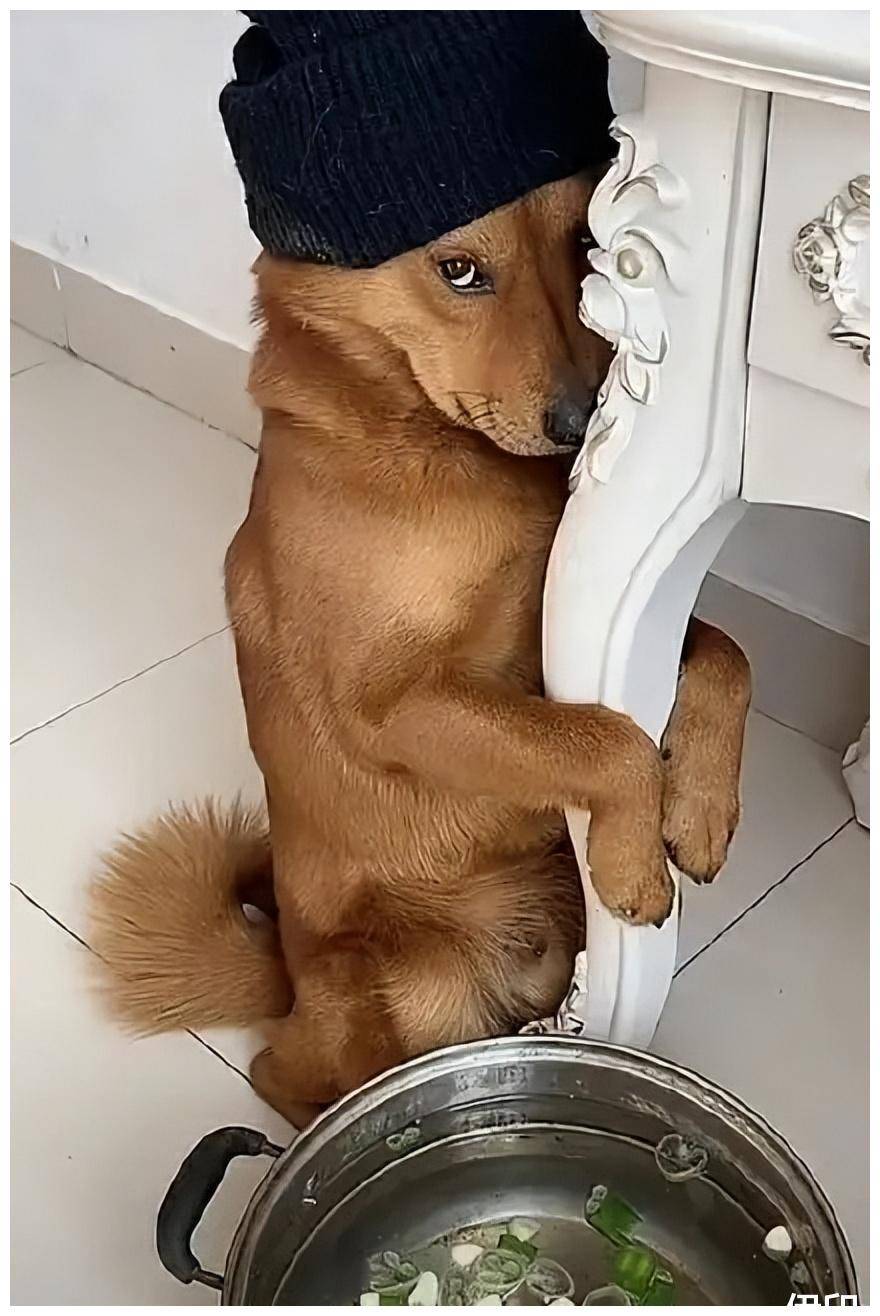 直播时用针扎田园犬,被网友爆出后扬言杀狗_狗狗_宠物_表情