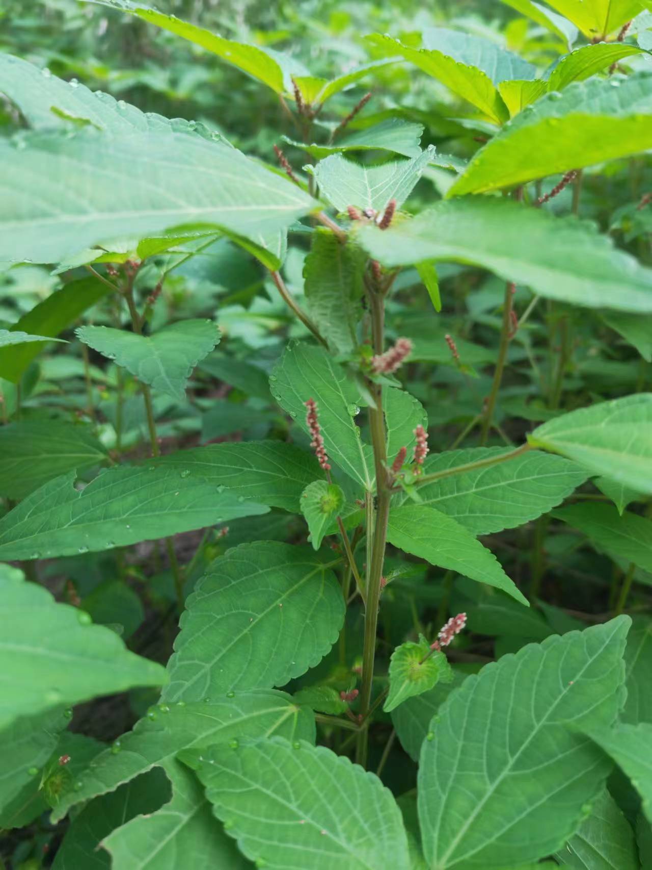 铁苋菜具有清热利湿,凉血解毒,消积的功效,现代研究表明铁苋菜具有