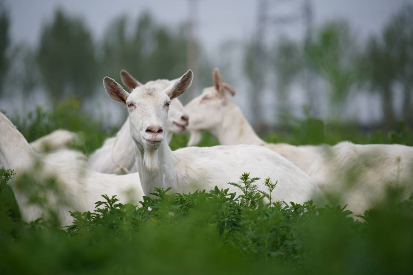 在地理位置,奶山羊品种,养殖技术,产业规模等方面具有独特的优势,是