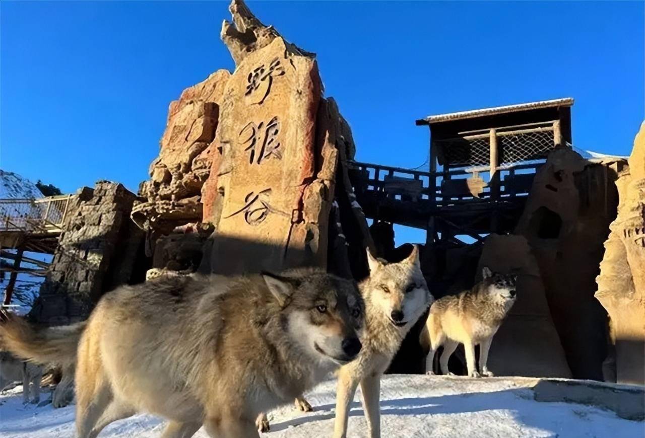 新疆女驯狼师养狼16年,为特种部队培育特种犬,产业获得千万财富