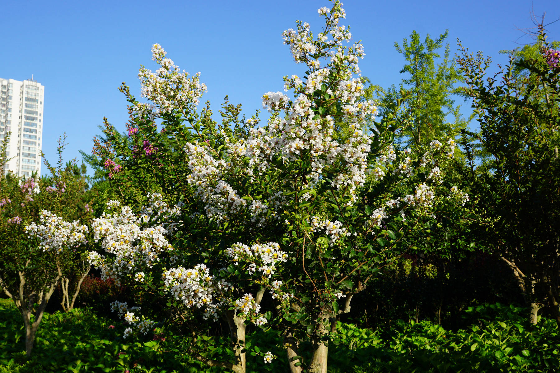 我见到的山东本土植物和园林栽培植物