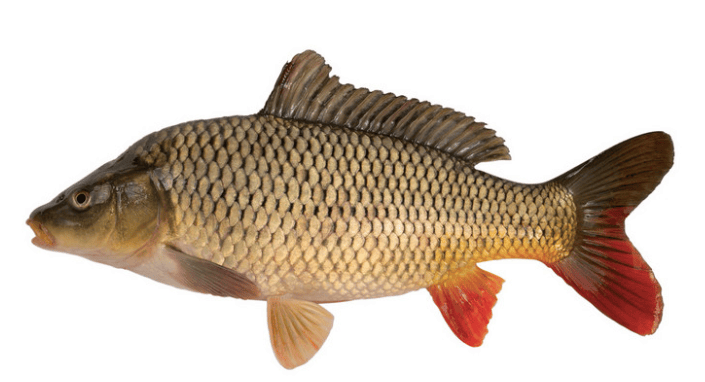 回顾鲤鱼在美国泛滥成灾,重达几十斤胖成"猪",为什么却没人吃?