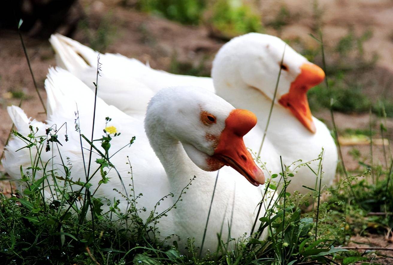 白鹅_大白_牙齿