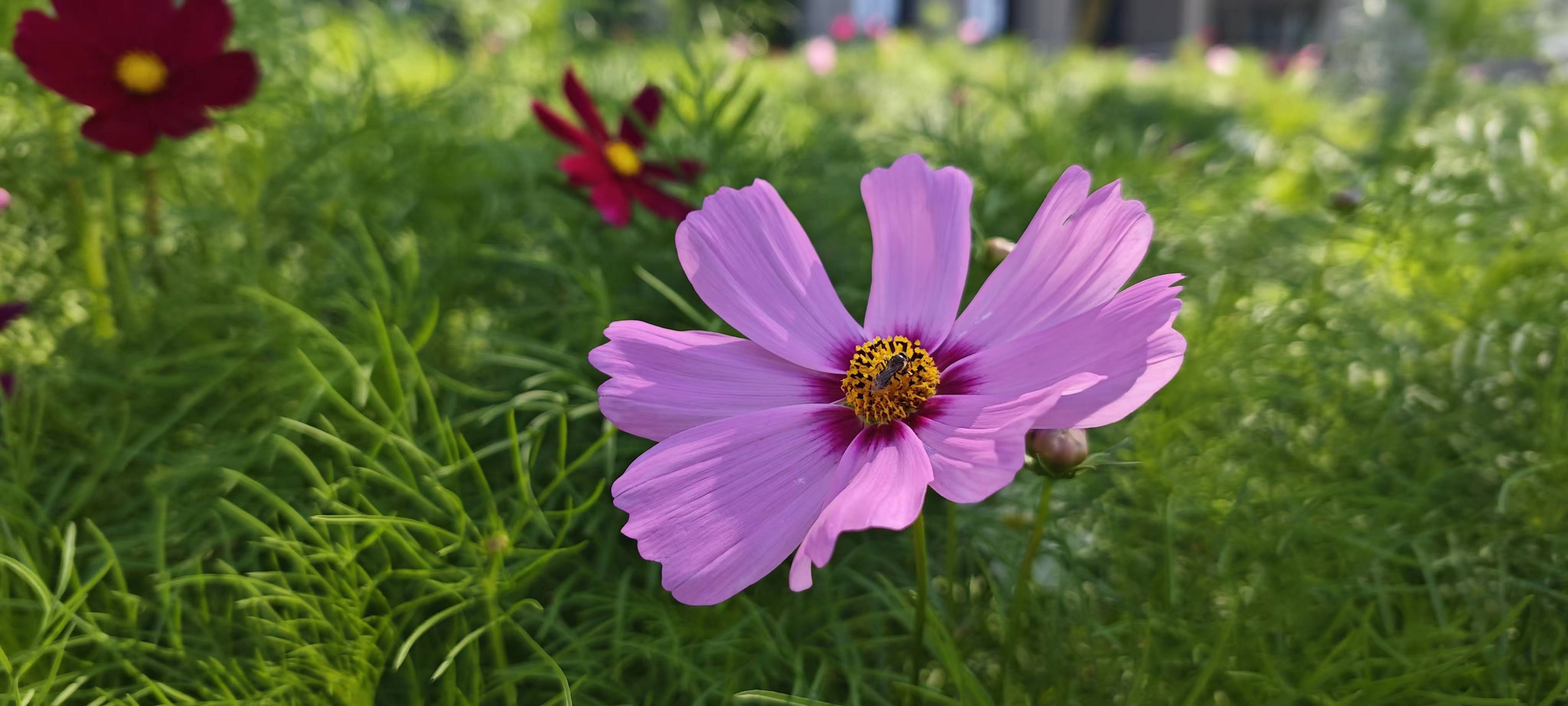 小小的格桑花