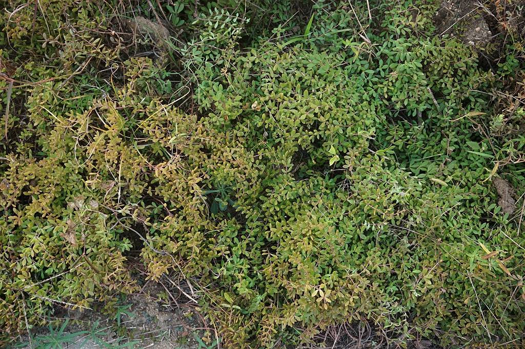 我见到的山东本土植物和园林栽培植物(618)垂盆草