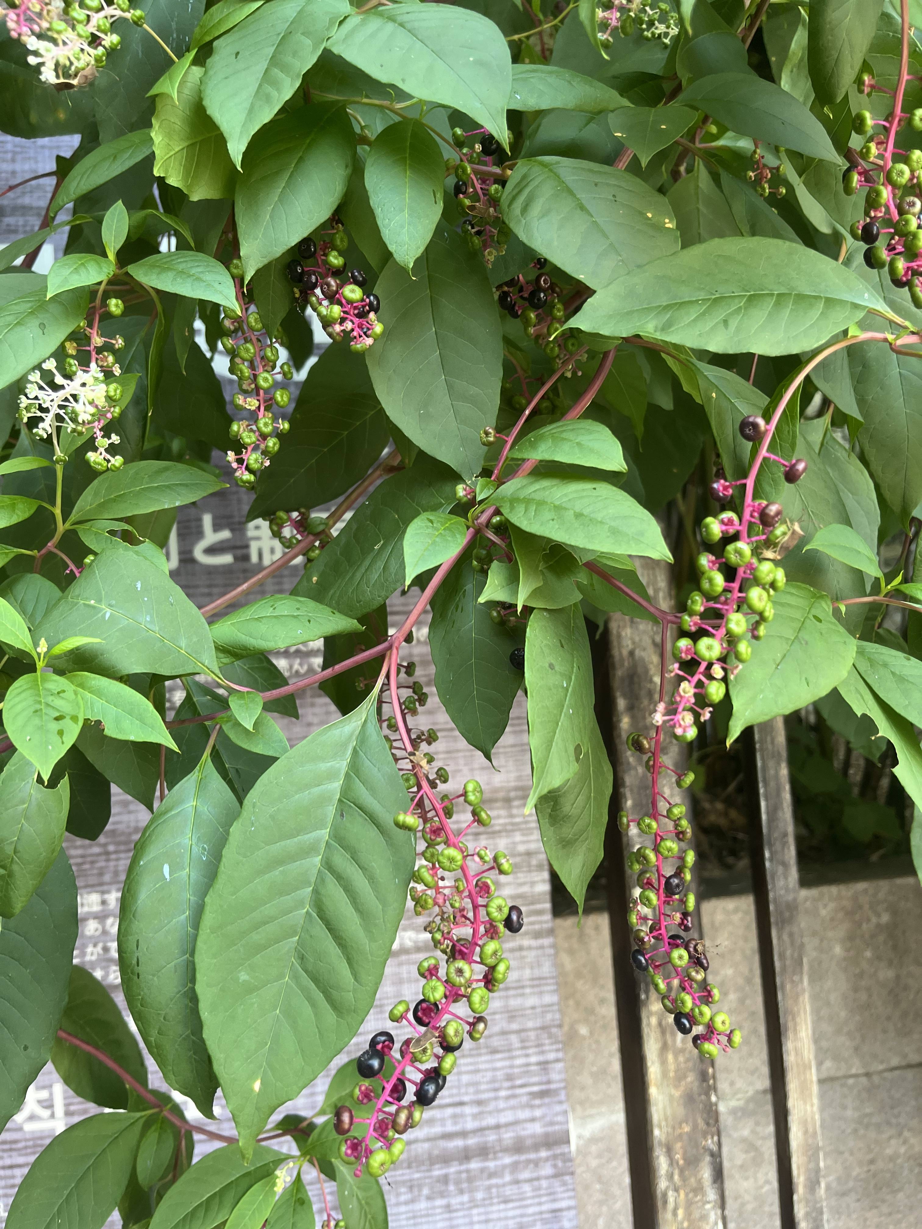 花草世界之21 垂序商陆‌