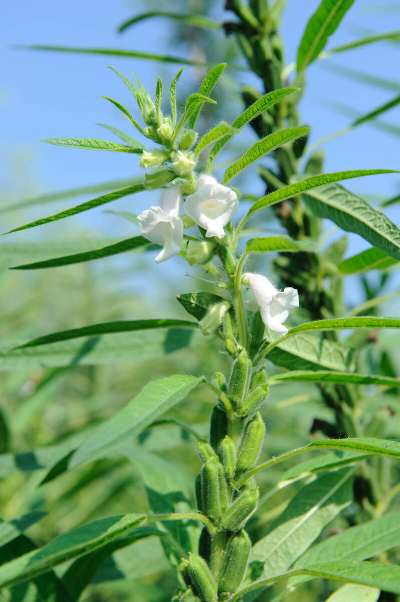 芝麻树图片野生图片