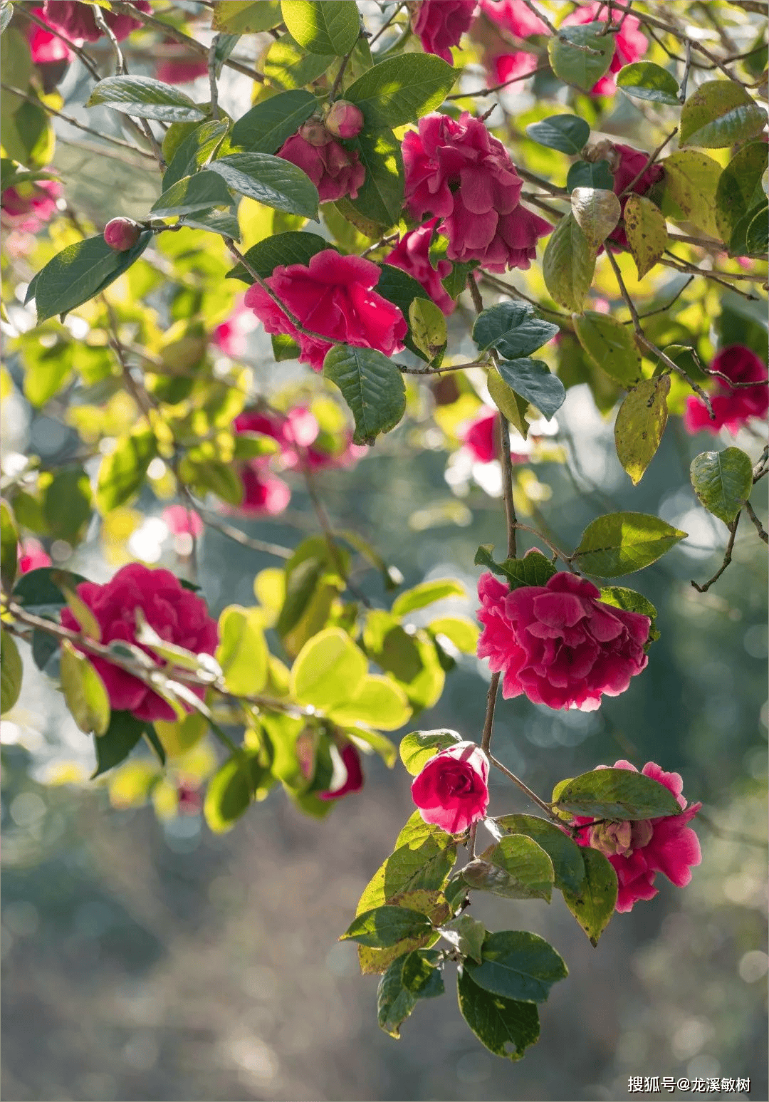 高帽子茶花图片