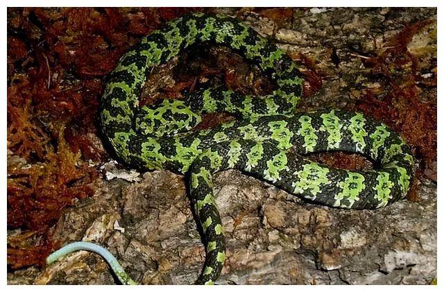 被咬了怎么办?_毒蛇_阿姨_矛头