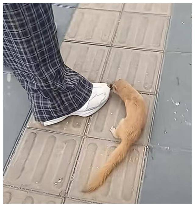 女子遭黄鼠狼拦路咬裤腿不松口,网友:别伤害,可能需要帮助